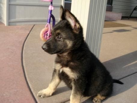 german shepherd puppies for sale in nm|german shepherd albuquerque.